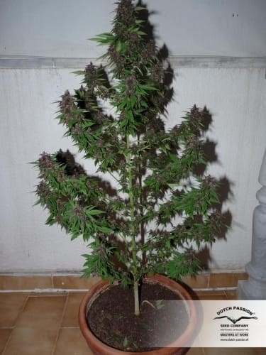 Frisian Duck by Dutch Passion Seeds – Sativa-leaning – Outdoor cultivation – 12/12 Photoperiod – image 24 – Seed City