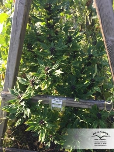 Frisian Duck cannabis seeds – Outdoor cultivation – Sativa-leaning – 12/12 Photoperiod – image 25 from Seed City