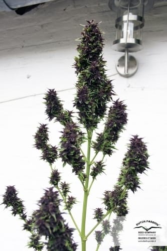 Frisian Duck cannabis seeds – Guaranteed female plants – Sativa-leaning – 12/12 Photoperiod – image 26 from Seed City