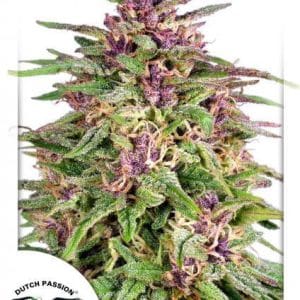 Frisian Dew by Dutch Passion Seeds – Skunky – 50% Indica/50% Sativa – 12/12 Photoperiod – image 1 – Seed City