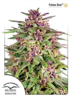 Frisian Dew