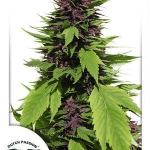 Frisian Duck cannabis seeds – 12/12 Photoperiod – Outdoor cultivation – Sativa-leaning – image 1 from Seed City