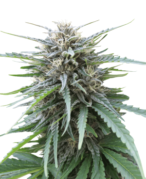 Frizzy Kush