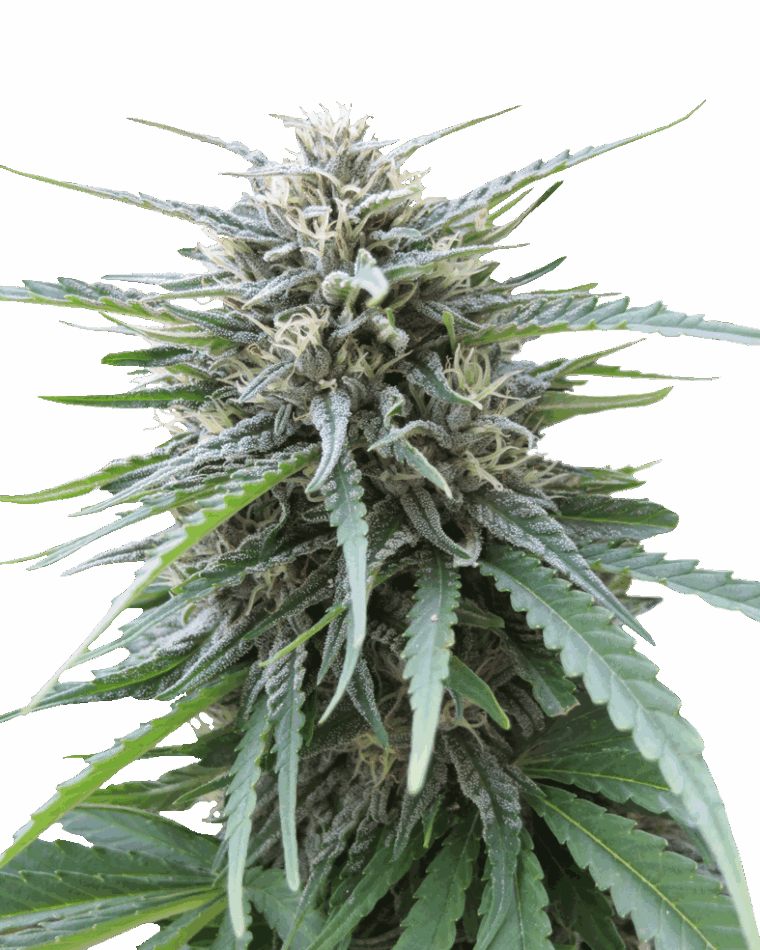 Frizzy Kush from Seed Stockers
