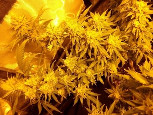 Fromage Blue cannabis seeds – Berry – 12/12 Photoperiod – Outdoor – image 3 from Seed City