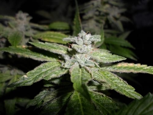 showing Berry – 12/12 Photoperiod – Feminized – image 4 – Seed City