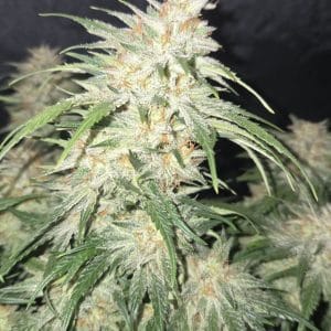 Image 1 of Frostbanger Auto cannabis by FastBuds – Super Strength – Feminized – Fruity – Seed City