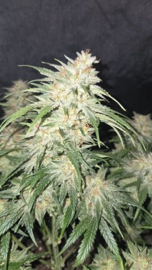 Frostbanger Auto