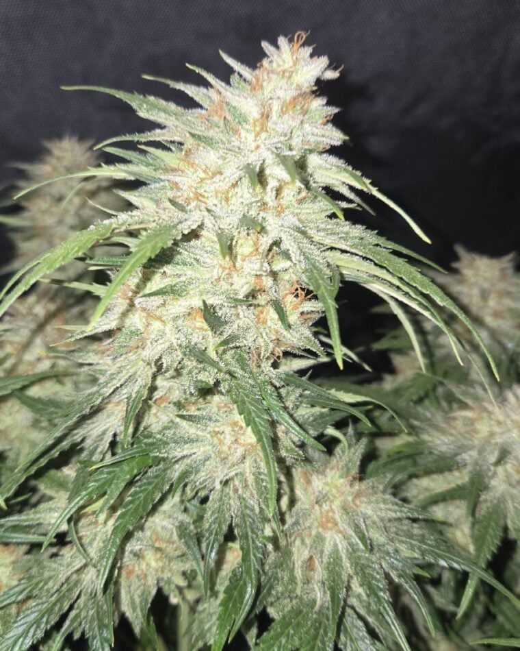 Image 1 of Frostbanger Auto cannabis by FastBuds – Super Strength – Feminized – Fruity – Seed City