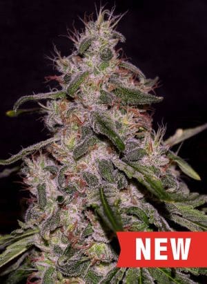 Frosted Guava