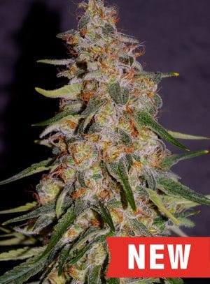 Frosted Guava Auto