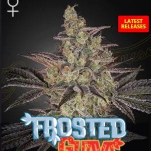 Frosted Guava Auto cannabis seeds – Large yield – Super Strength – Sweet – image 1 from Seed City