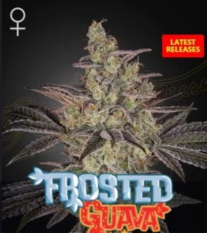 Frosted Guava Auto