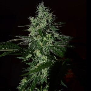 Frosted Madness