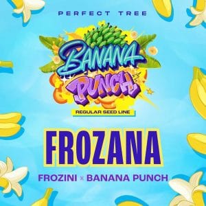Frozana cannabis seeds – Regular – Cherry – Indoor-friendly – image 1 from Seed City