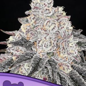 Frozen Black Cherry by Anesia Seeds – 12/12 Photoperiod – Guaranteed female plants – Stress Relief – image 1 – Seed City