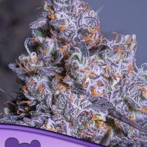 Frozen Black Cherry Auto by Anesia Seeds – Short (up to 80cm) – Super Strength – Mostly Indica – image 1 – Seed City