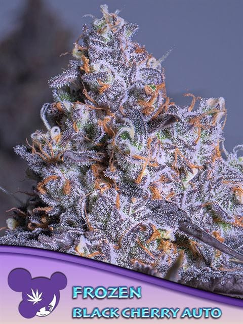 Frozen Black Cherry Auto by Anesia Seeds – Short (up to 80cm) – Super Strength – Mostly Indica – image 1 – Seed City
