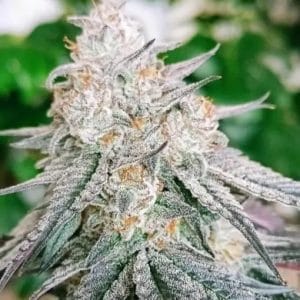 Frozen Rose Auto