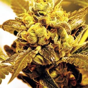 Fruit Salad cannabis seeds – Indica Dominant – Large yield – Super Strength – image 1 from Seed City