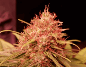 Fruity Gas