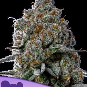 Fryday Boof by Anesia Seeds – Guaranteed female plants – Indoor-friendly – Minty – image 1 – Seed City