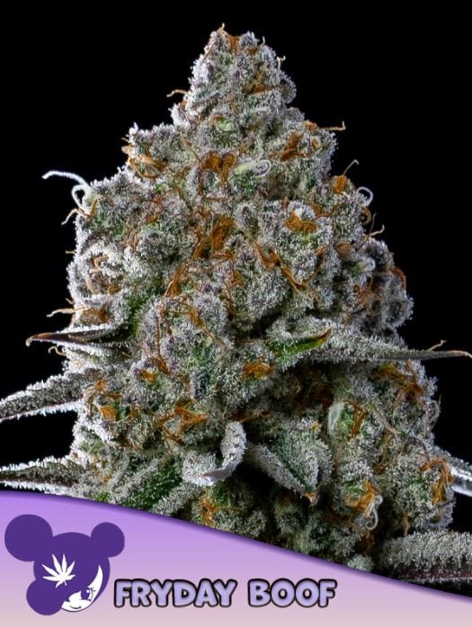 Fryday Boof by Anesia Seeds – Guaranteed female plants – Indoor-friendly – Minty – image 1 – Seed City