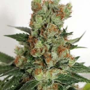 Fuel OG from Ripper Seeds