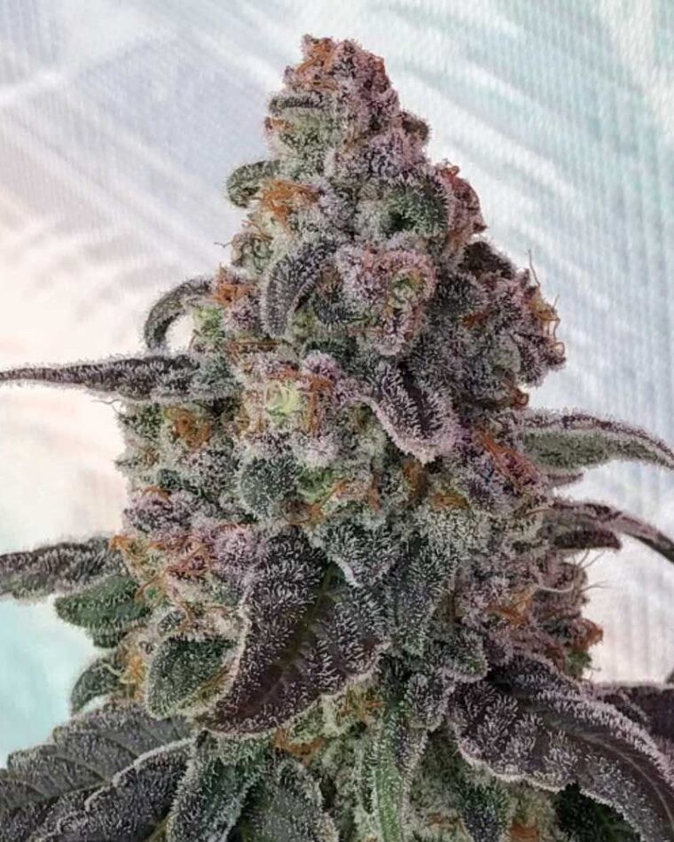 Uplifting – 12/12 Photoperiod – Regular – Full Zest strain – image 1 – from Symbiotic Genetics via Seed City