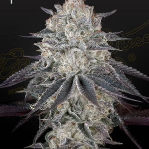 Fullgas from Green House Seeds