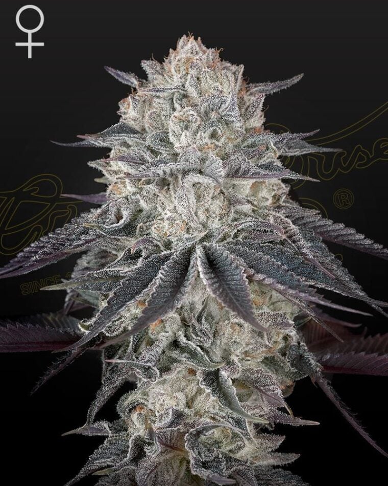 Fullgas from Green House Seeds