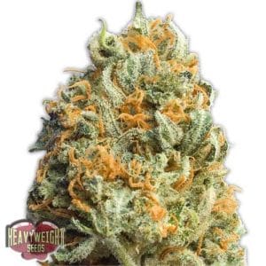 Fully Loaded Auto