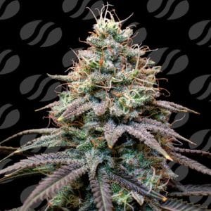 Fumepop Auto