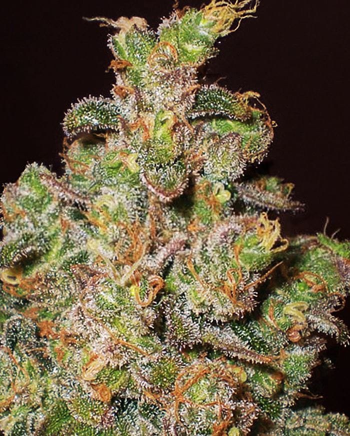 Funky Skunk AKA Cheese by Expert Seeds – 12/12 Photoperiod – Feminized – Mostly Sativa – image 1 – Seed City