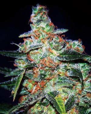 Funky Skunk Auto AKA Cheese Auto