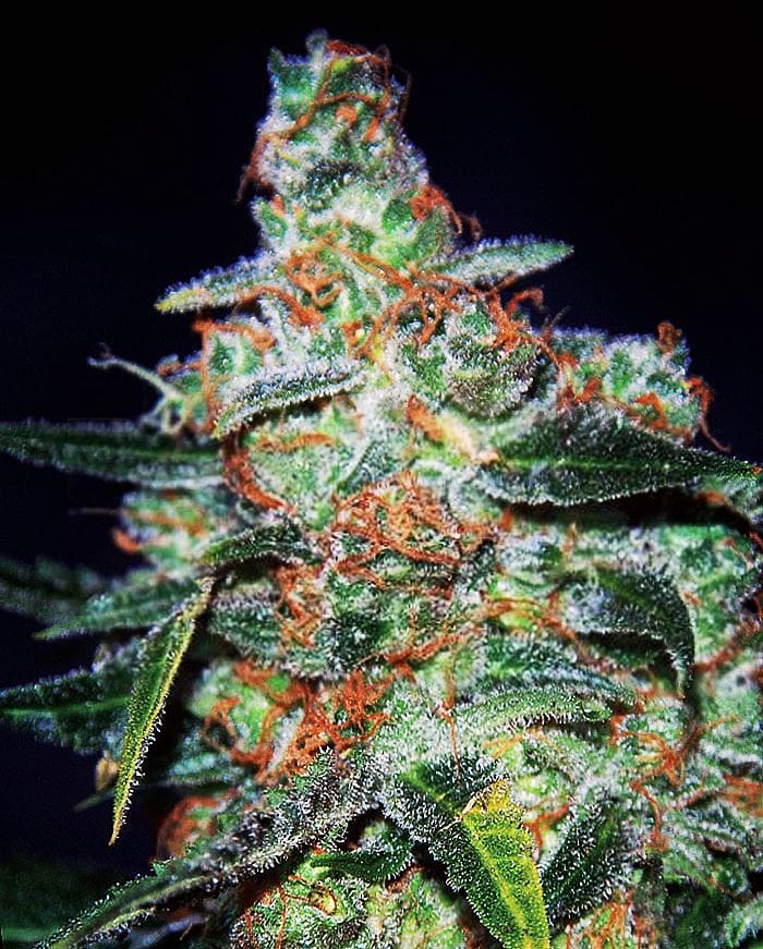 Funky Skunk Auto AKA Cheese Auto by Expert Seeds – Auto-Flowering – Cheese – Indica – image 1 – Seed City