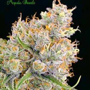 Future #1 by Anesia Seeds – Nausea – 50% Indica/50% Sativa – Super Strength – image 1 – Seed City