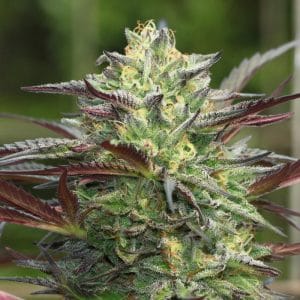 G.S. Cookies by Humboldt Seed Company – Citrus – 12/12 Photoperiod – Beginning of October – image 1 – Seed City