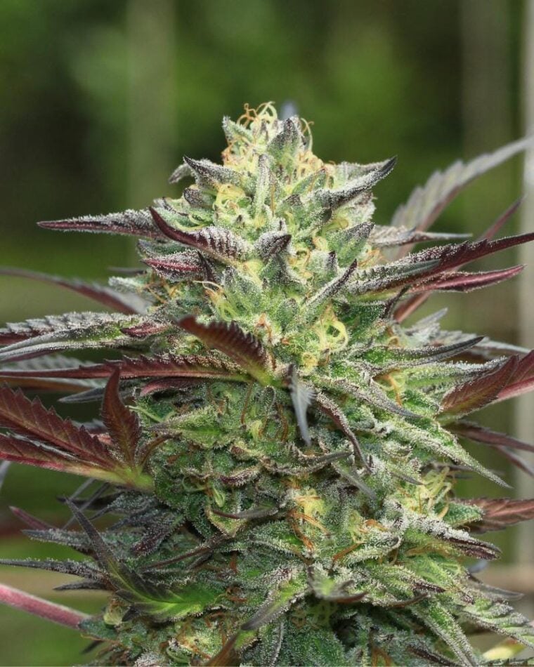 G.S. Cookies by Humboldt Seed Company – Citrus – 12/12 Photoperiod – Beginning of October – image 1 – Seed City
