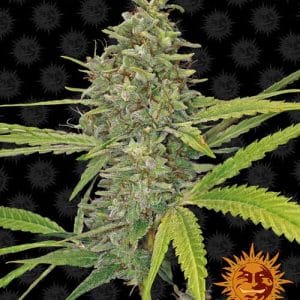 G13 Haze cannabis seeds – Outdoor cultivation – Creative – Female seeds – image 1 from Seed City