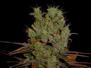 G13 Haze x Somango