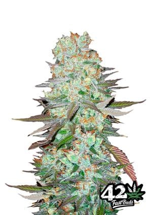 G14