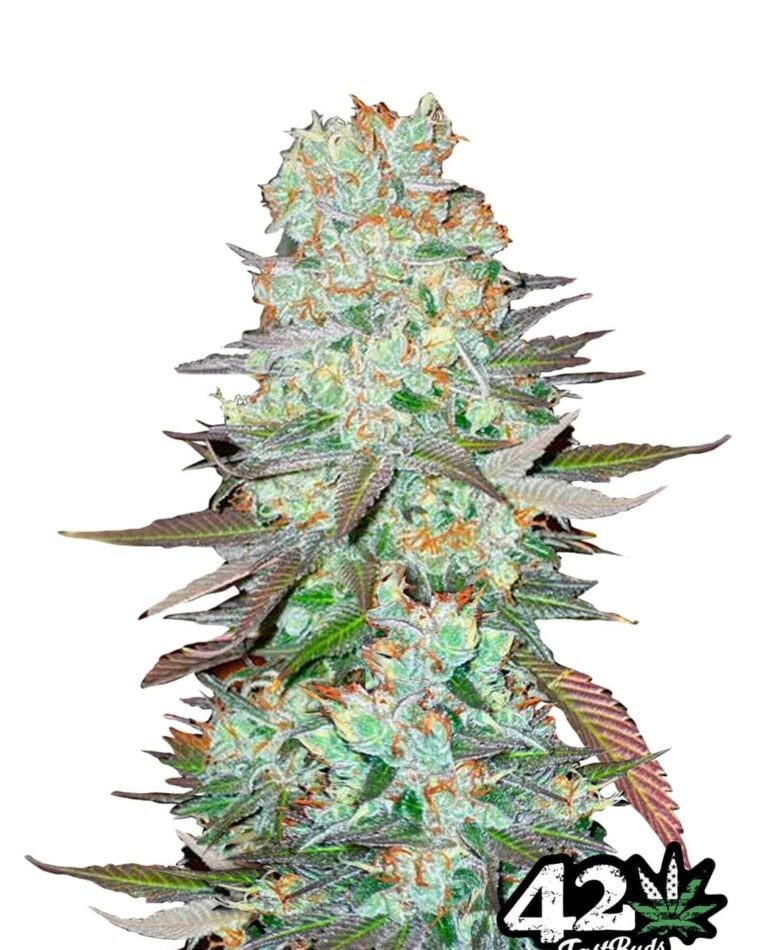Image 1 of G14 cannabis by FastBuds – Sweet – Feminized – Stress Relief – Seed City