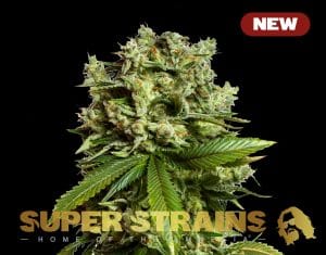 GG4 Gorilla Glue