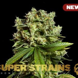 GG4 Gorilla Glue from Super Strains