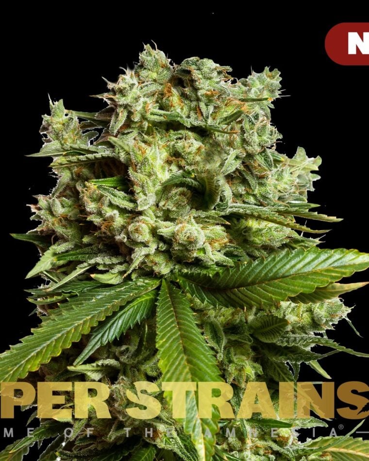 GG4 Gorilla Glue from Super Strains