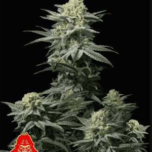 GG4 Sherbet Fast Flowering from FastBuds