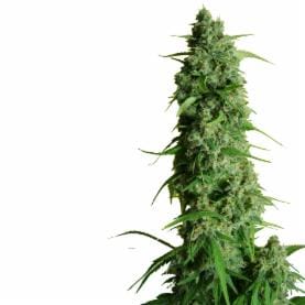 GGG1 Auto - Guy's Girl Scout Cookie Glue cannabis – image 1 – Seed City