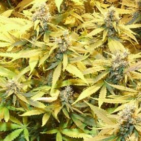 GGG3 Auto - Gelato Cookie D'Oh-ope cannabis seeds – Mostly Indica – Auto-Flowering – Outdoor – image 1 from Seed City