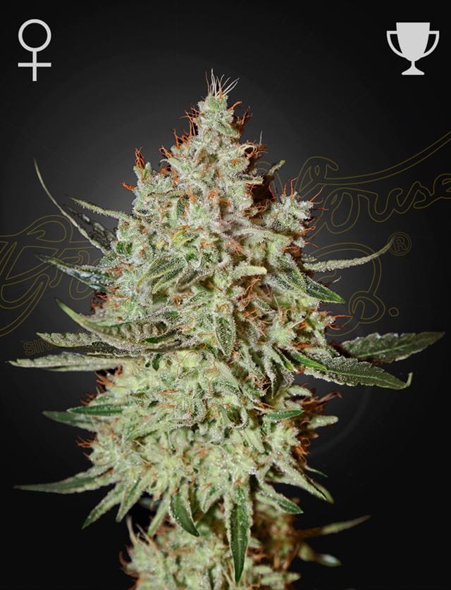 GH Cheese by Green House Seeds – Feminized – Indica Dominant – Large yield – image 1 – Seed City